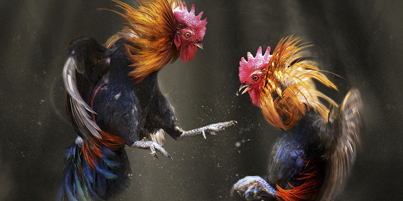 Đá Gà Thomo Là Gì? Xem Chọi Gà Ở Đâu Uy Tín Nhất Hiện Nay? 1 Đá Gà Thomo là địa điểm tổ chức vô số trận chiến hấp dẫn