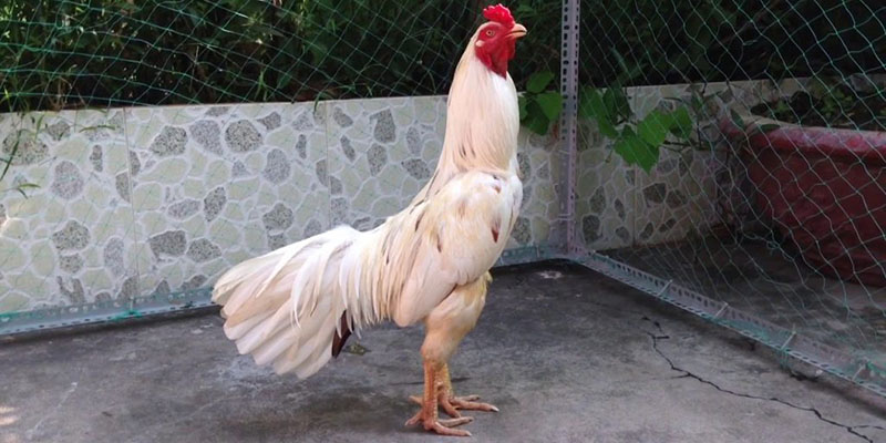 Gà Bướm Là Gì? Dòng Chiến Kê Này Có Mệnh Gì? 2 Dòng chiến kê nào thường xuất hiện màu lông của gà bướm