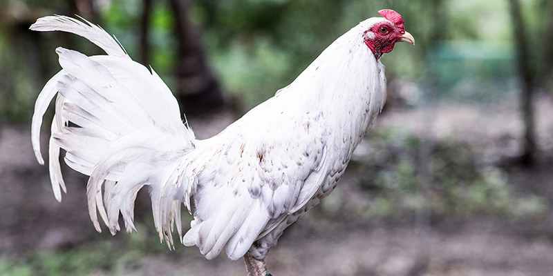 Gà Bướm Là Gì? Dòng Chiến Kê Này Có Mệnh Gì? 3 Tìm hiểu thông tin chi tiết về bản mệnh của dòng gà bướm độc đáo