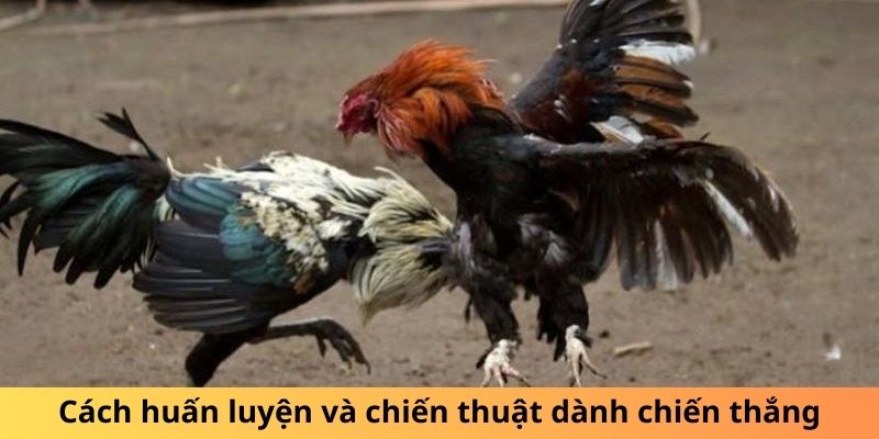 Gà Chuối Là Gì? Sự Thật Thú Vị Về Loài Gà Độc Đáo 5 Cách huấn luyện và chiến thuật dành chiến thắng
